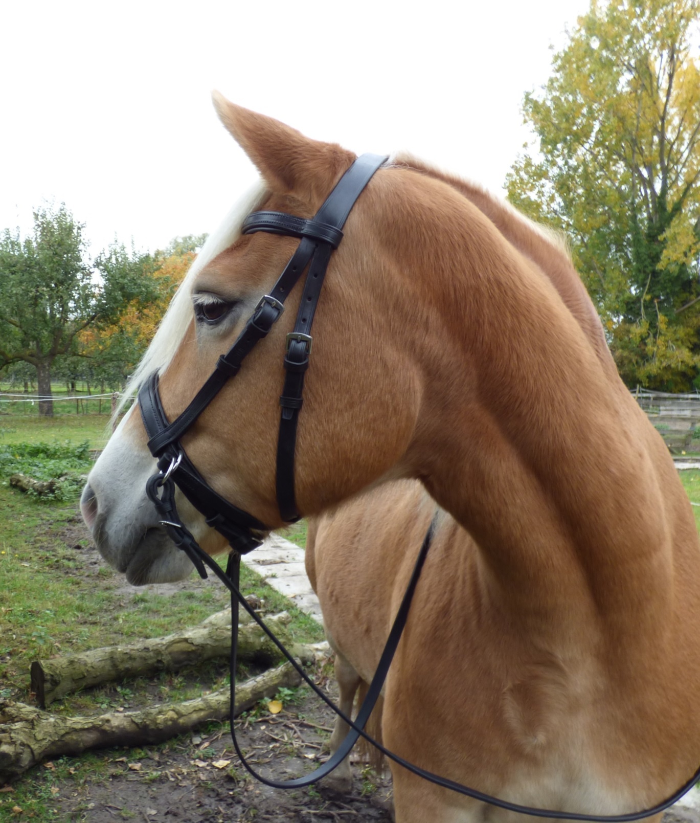 Victoria cross-over bitless bridle