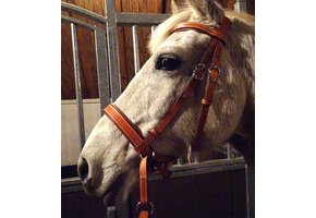 Victoria baroque bitless bridle cob