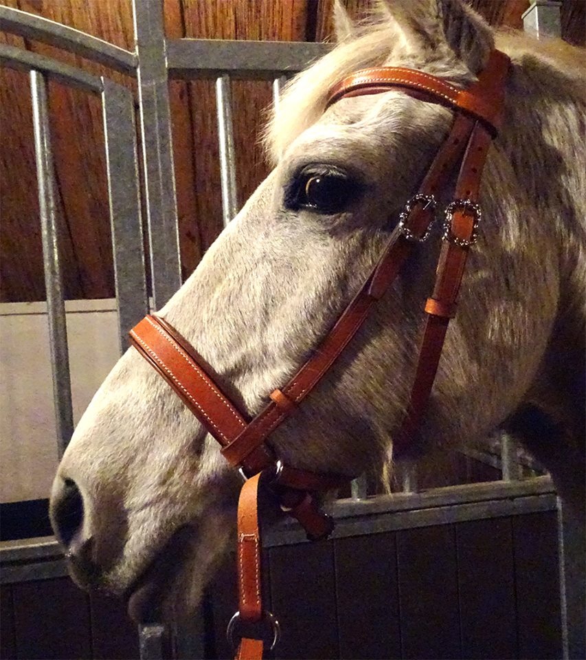Victoria baroque cross-overbitless bridle