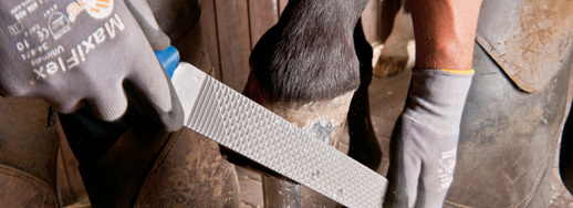 hoof rasp hoof plane
