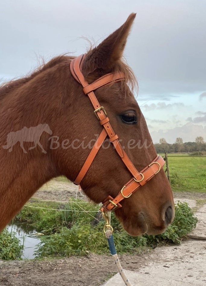 Oslo anatomic cavesson