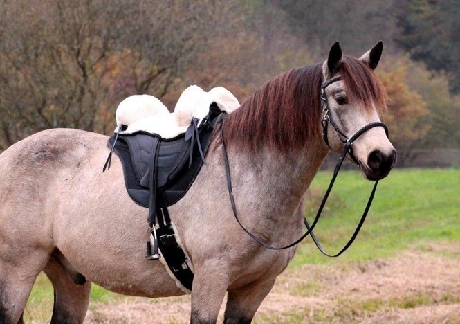 Testsattel Soft Walk Fellsattel masse 1