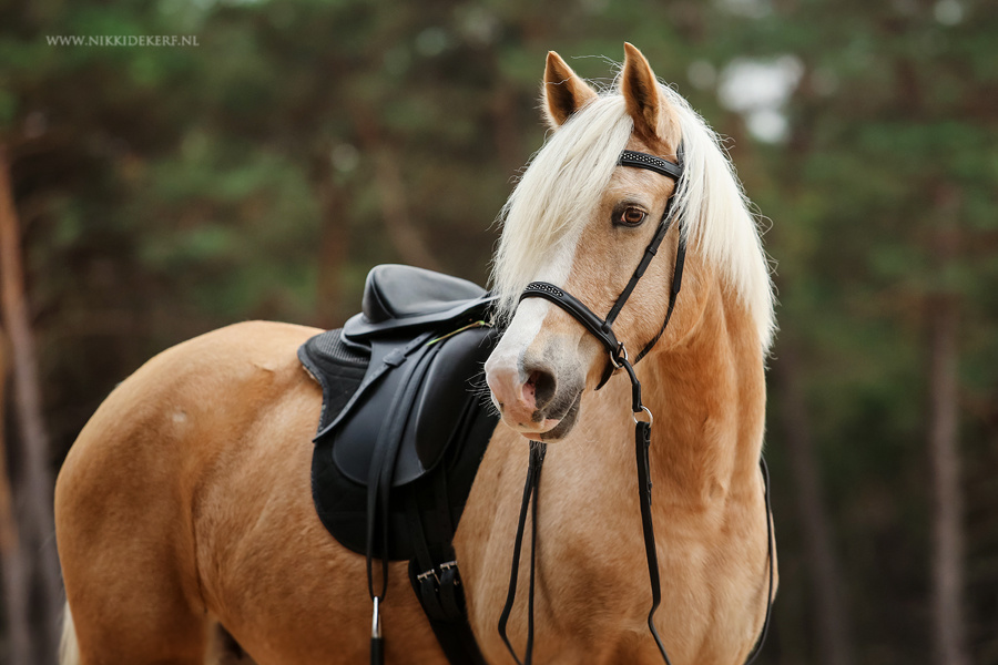 Test saddle Merlyn size 1