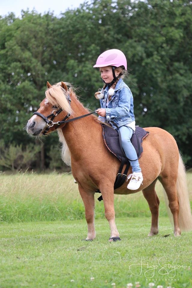 Dardo shetty bareback pad