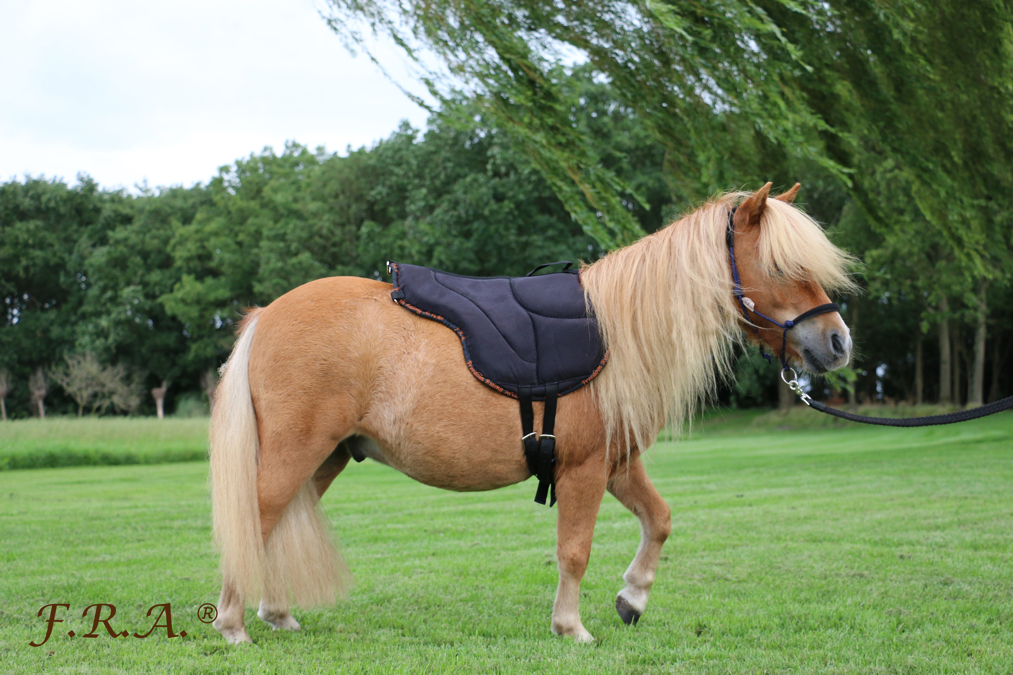 Dardo shetty barebackpad rijsjabrack