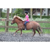 Dardo shetty barebackpad rijsjabrack