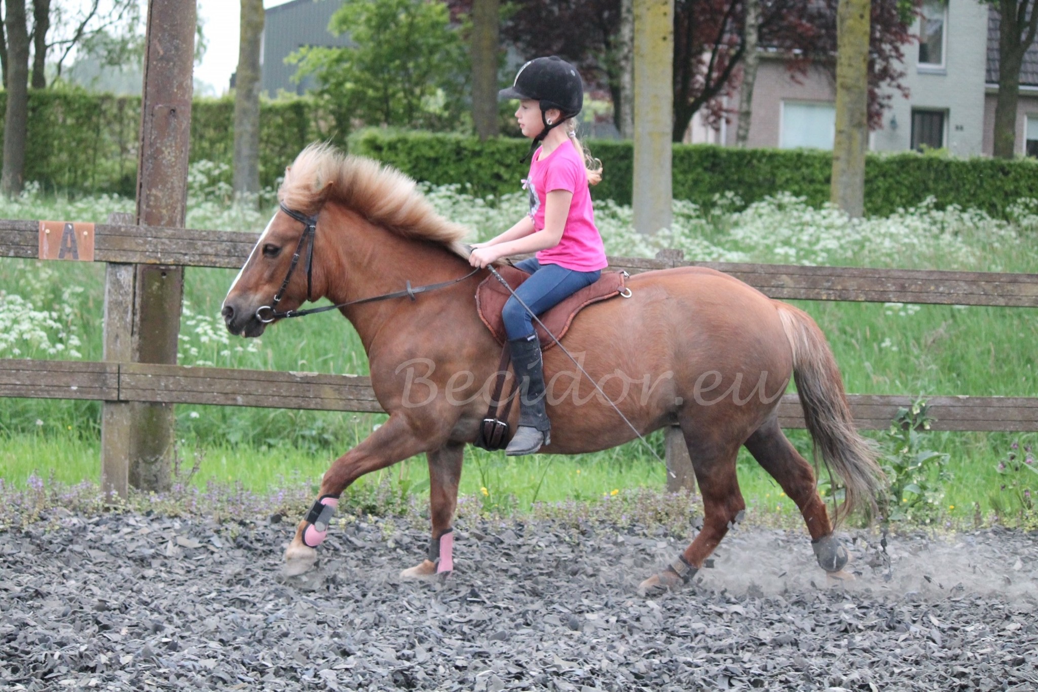 Dardo Shetty Reitpad