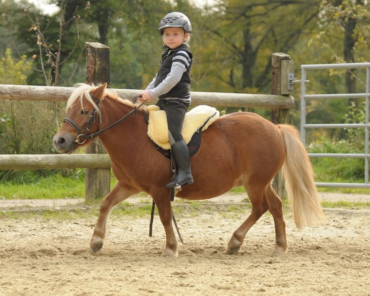 Barebackpad Premium Plus lamsvel