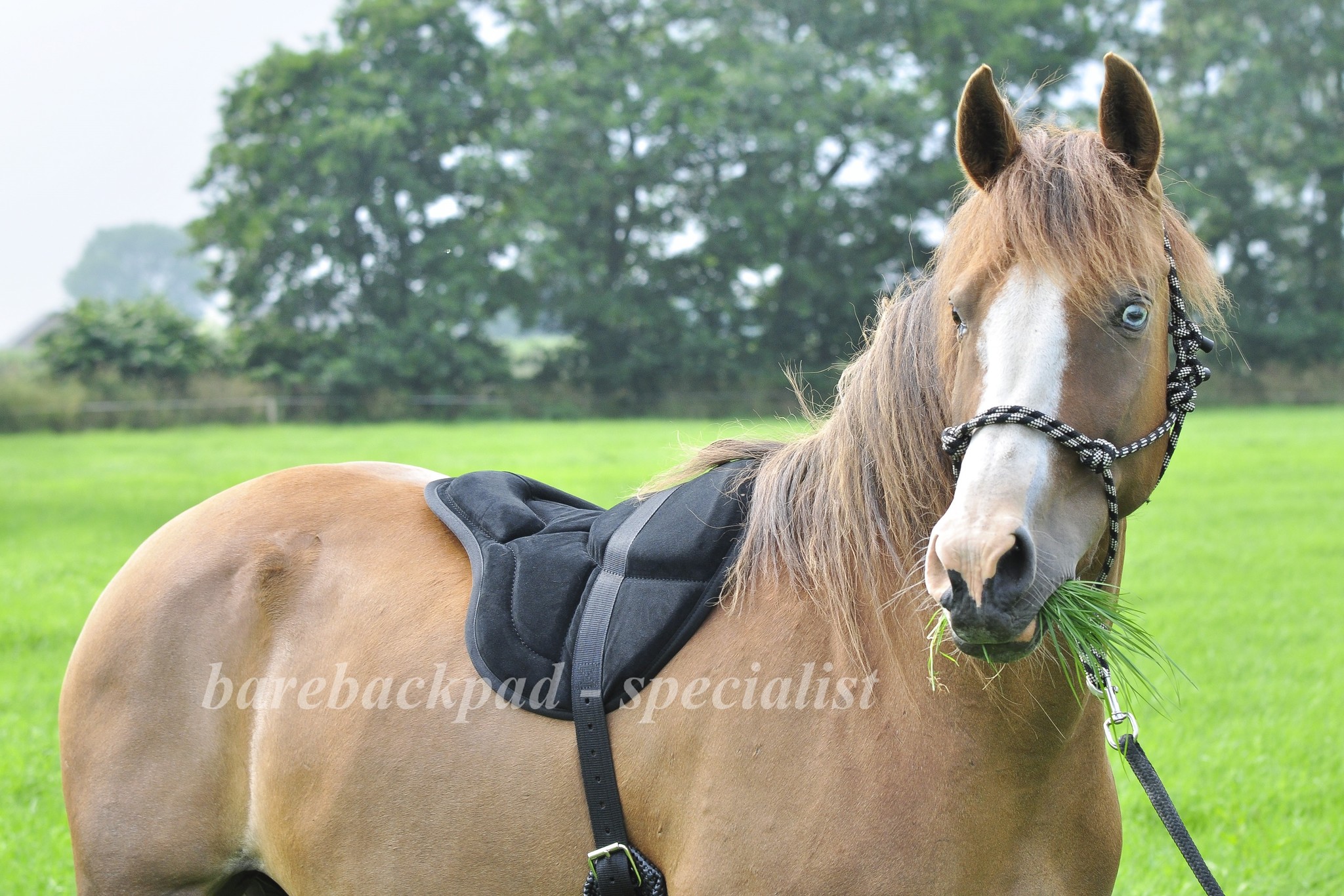 BK Barebackpad Englisches Wildleder Anti-Rutsch