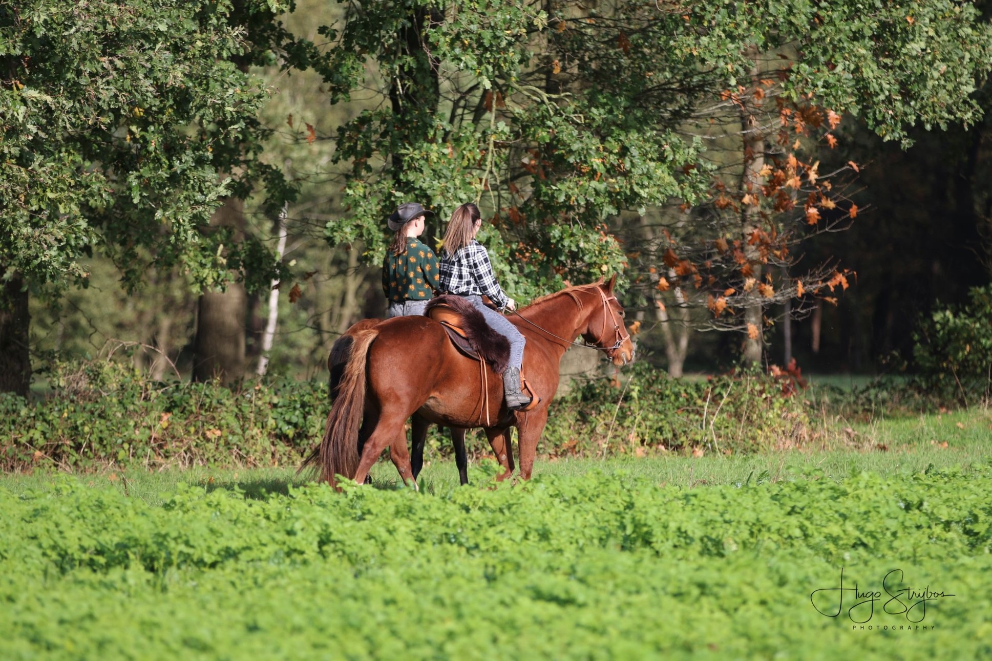 Lambskin saddle fur Gibar soft