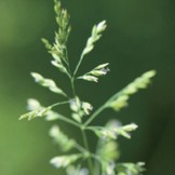 Pre Alpin Saatgut Grassamen Pferdeweide 10kg