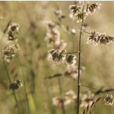 Pre Alpin Saatgut Grassamen Pferdeweide 10kg