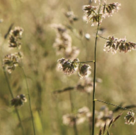 Pre Alpin Saatgut Grassamen Pferdeweide 10kg