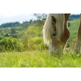 Pre Alpin Saatgut grass seed horse pasture 10kg