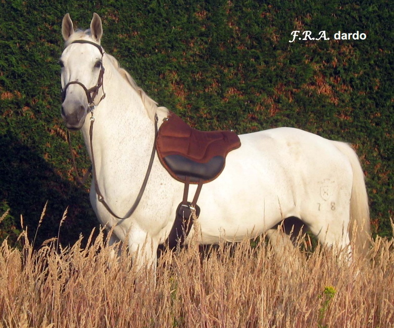 Dardo barebackpad non-slip material