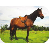 Macon Extra barebackpad lambskin and knee-rolls