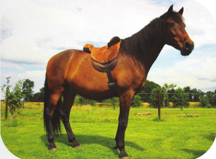 Macon Extra barebackpad Lammfell und Knierollen