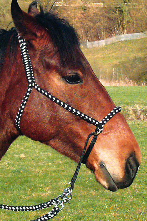 Bitless bridle cross chin full