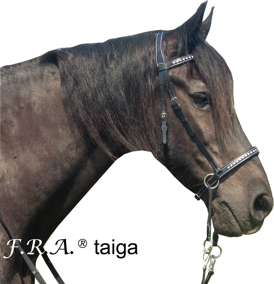 Taiga kaakgekruist bitlooshoofdstel leder