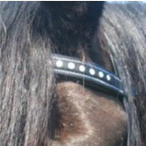 Taiga kaakgekruist bitlooshoofdstel leder