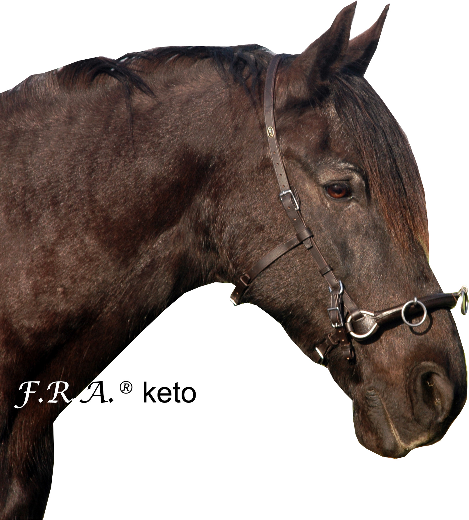 Mewi kingekruist bitlooshoofdstel leder