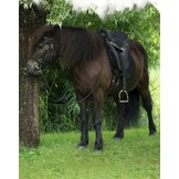 Startrekk Comfort Englisch zadel leather