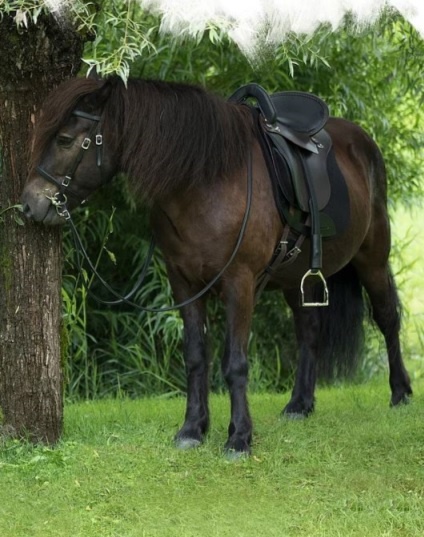 Startrekk Comfort Englisch zadel leer