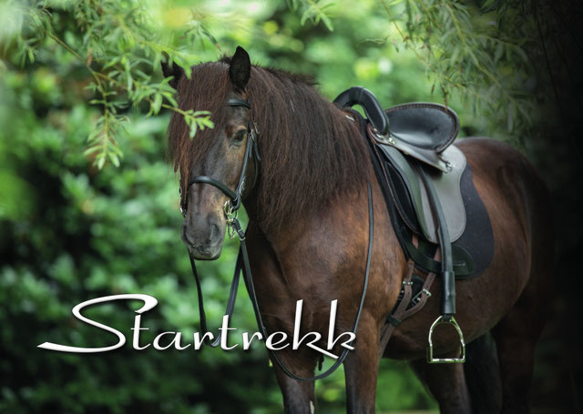 Startrekk Comfort Englisch zadel leather