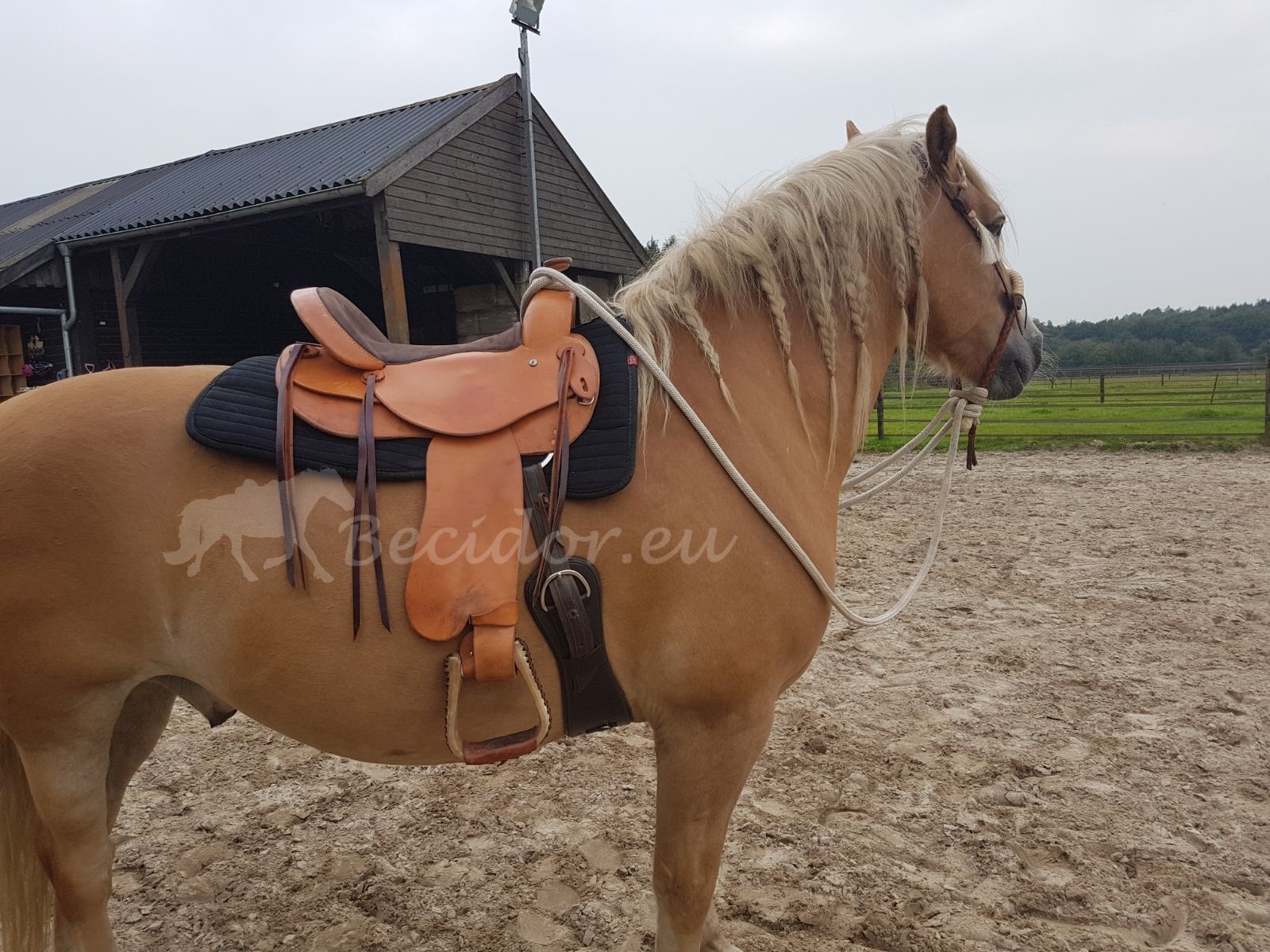 Startrekk Western Classic saddle leather