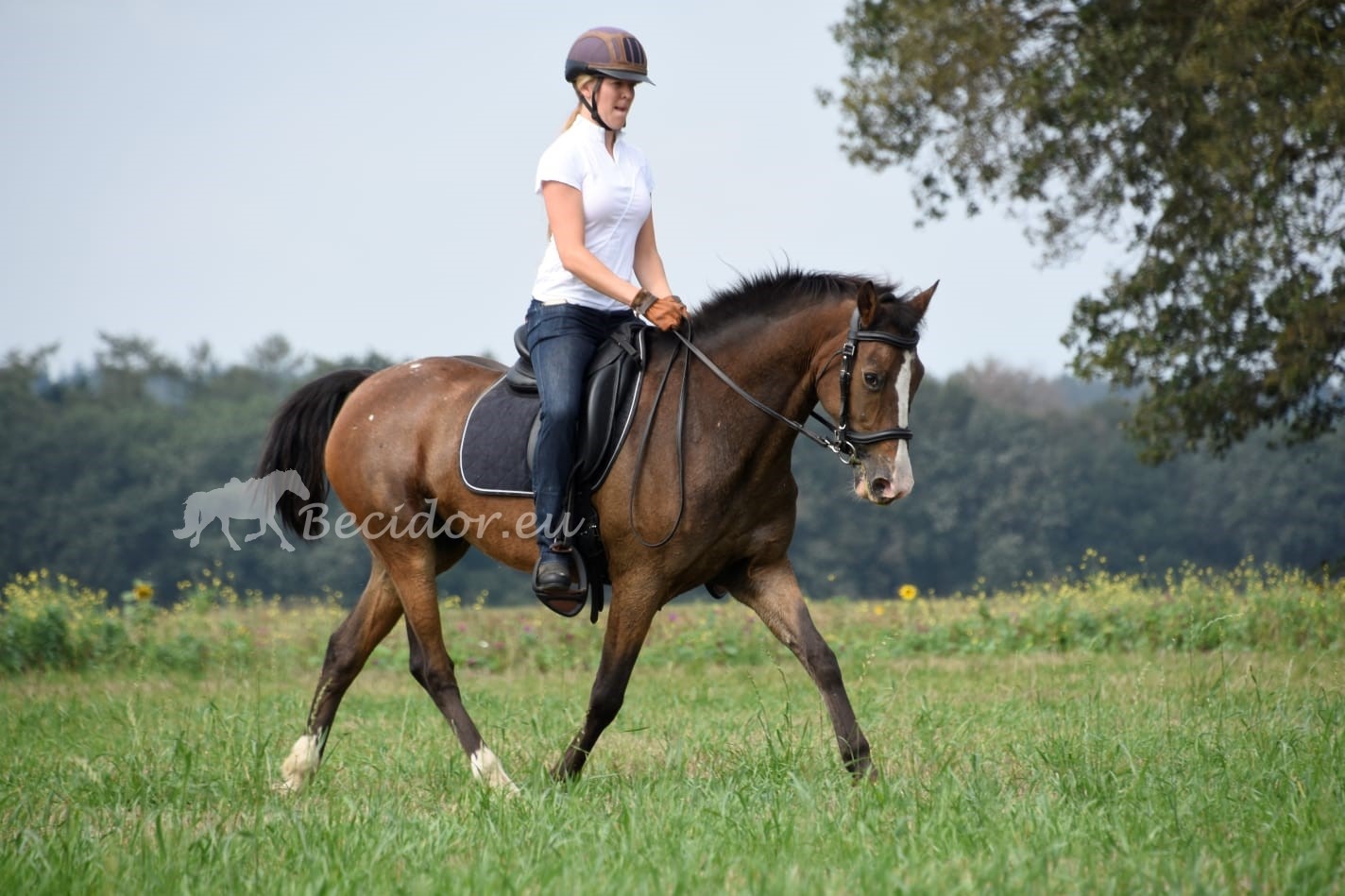 Startrekk Dressage treeless saddle leather