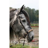 Tinver chin cross bitless bridle, big horses