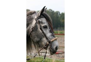 Tinver kingekruist bitlooshoofdstel