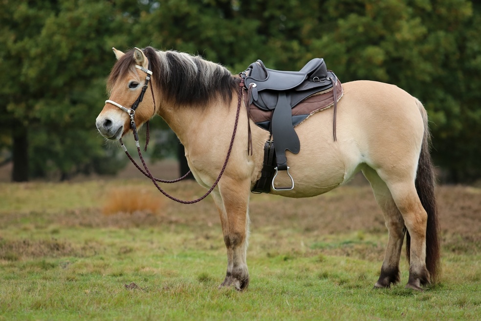 Atlanta - Ausdauersattel Leder