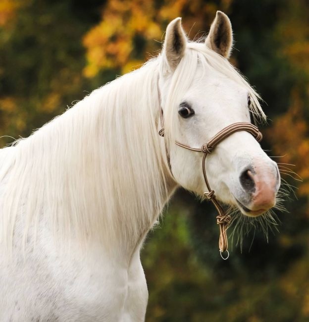 Hoe bevestig ik een touwhalster?