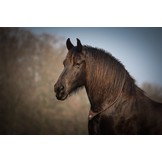 Communicatie halsring bruin