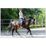 Alizee Mistral Sidepull gebissloses  Kopfstück