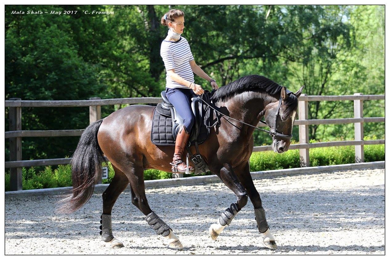 Alizee Mistral Sidepull gebissloses  Kopfstück