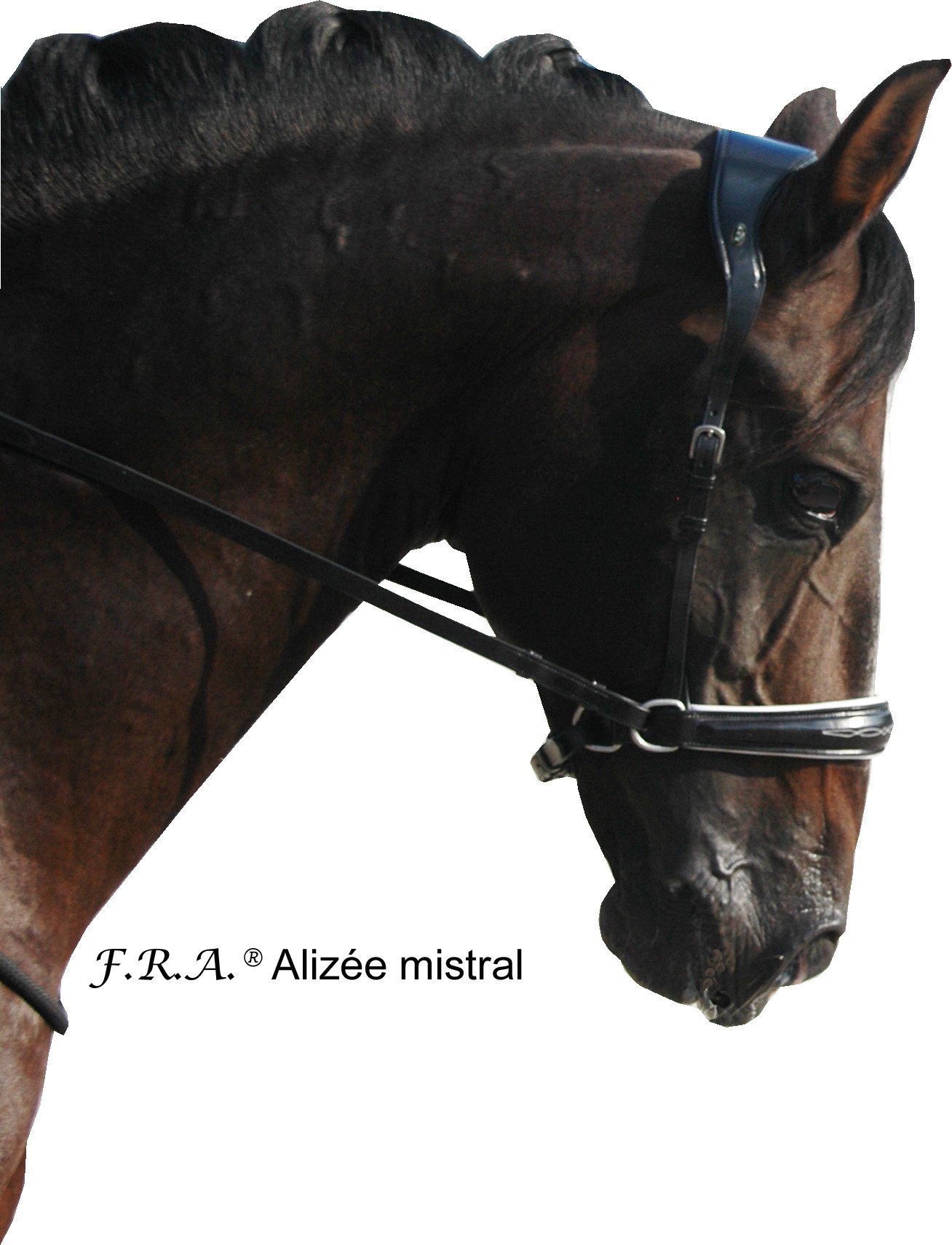 Alizee Mistral sidepull bitless bridle