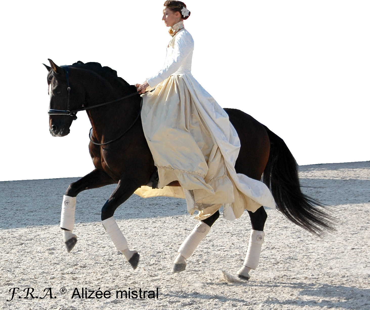 Alizee Mistral sidepull bitless bridle