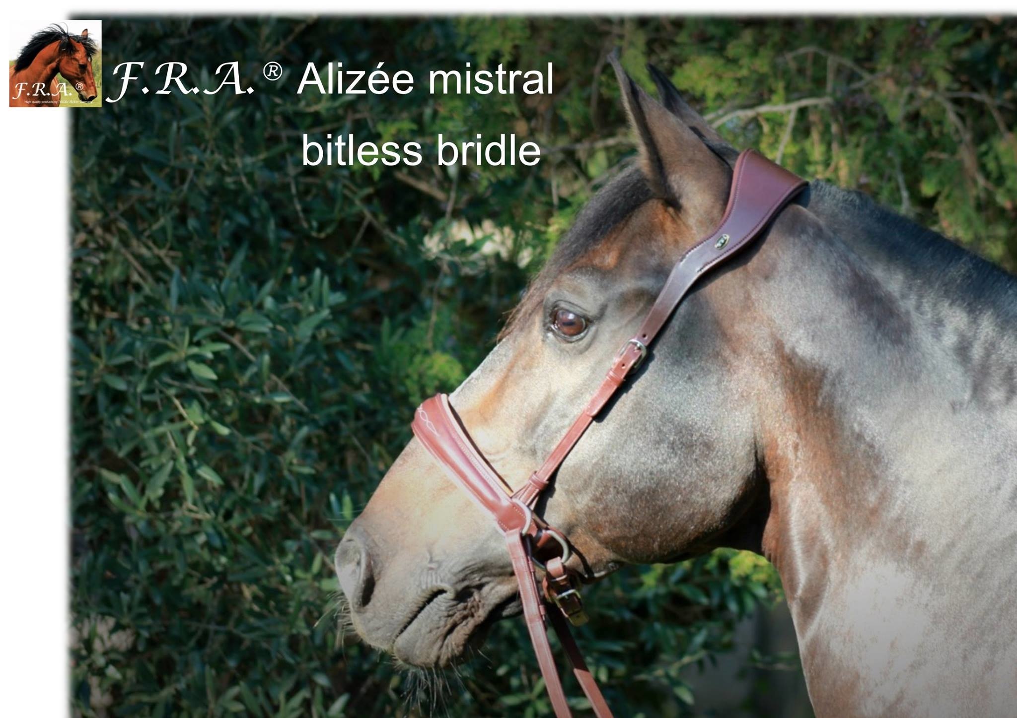 Alizee Mistral sidepull bitless bridle