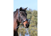 Aruba bitless bridle