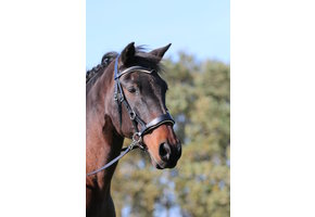 Aruba bitless bridle