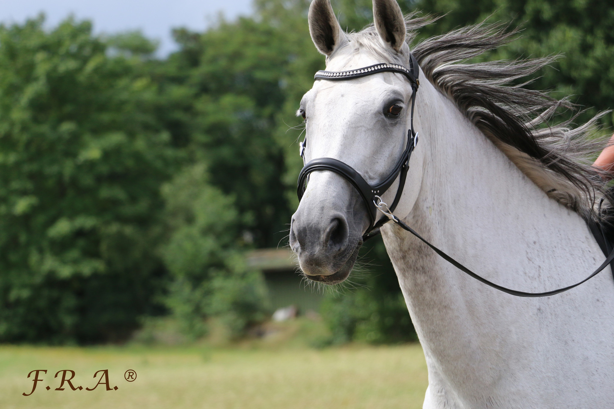 Rebecca sidepull bitless bridle leather