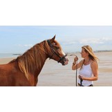 Wendy B cavesson and bitless bridle leather