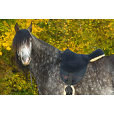 Barebackpad Basic Plus lamsvel