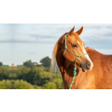 Rope halter + leadrope bamboo sustainable