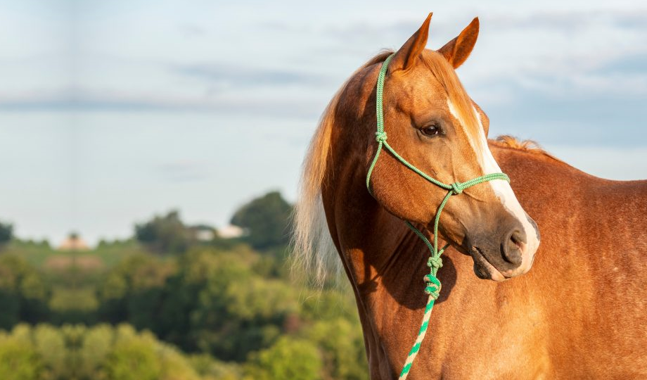 Rope halter + leadrope bamboo sustainable