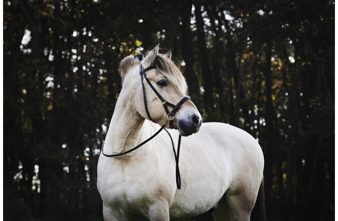Pardoes de luxe sidepull bitlooshoofdstel leer