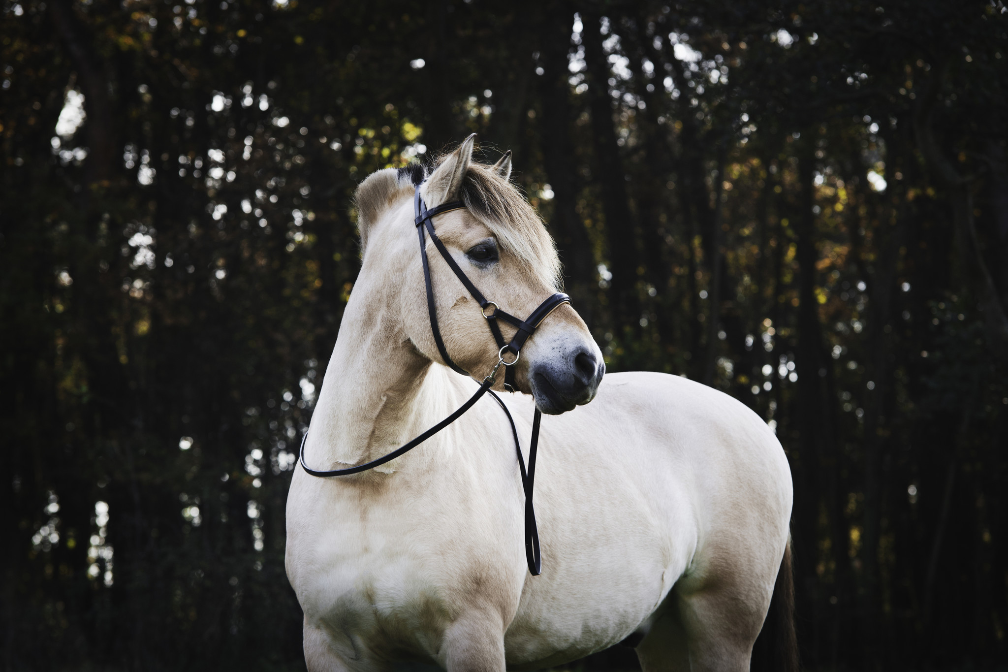Pardoes de luxe sidepull bitless bridle Leder