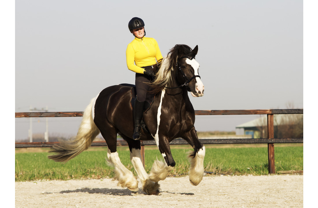 Pardoes de luxe sidepull bitlooshoofdstel leer